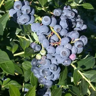 Голубика БОНУС в Саранске