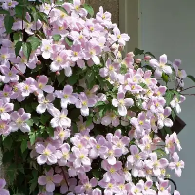 Клематис ГОРНЫЙ в Саранске