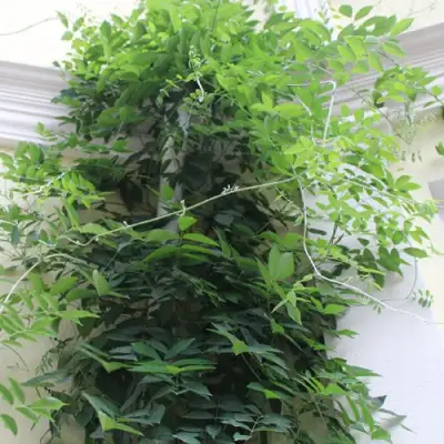 Глициния макростахия БЛЮ МУН в Саранске