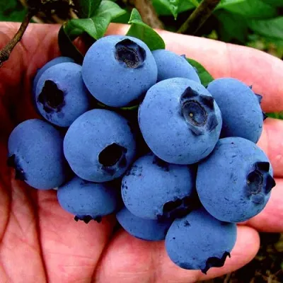 Голубика РЕКА в Саранске