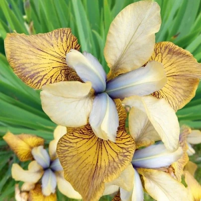 Ирис ФЛАЙИНГ ФИДДЛЗ сибирский в Саранске