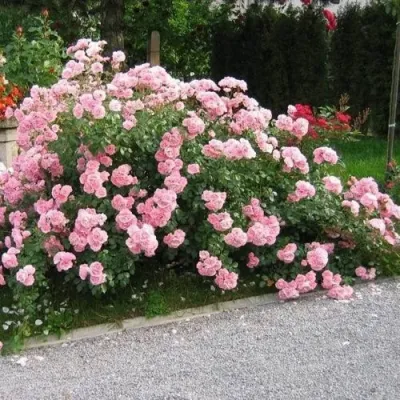 Роза БОНИКА флорибунда в Саранске