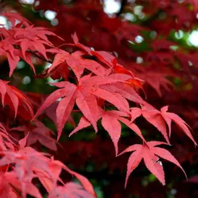 Клен гиннала  в Саранске