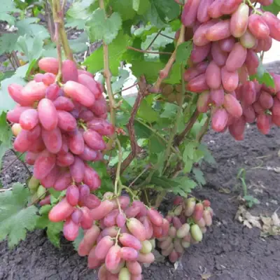 Виноград ЮЛИАН в Саранске