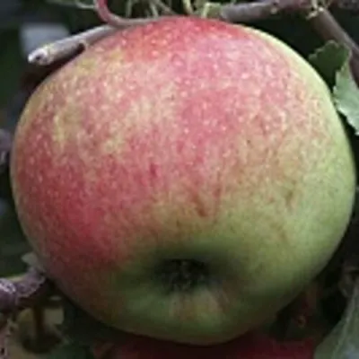 Яблоня СОКОЛОВСКОЕ стелющаяся в Саранске