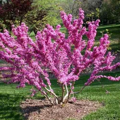 ЦЕРЦИС канадский  в Саранске