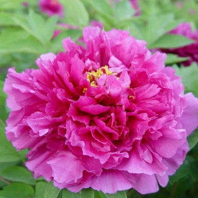 Пион ЛИЛОВАЯ ФАНТАЗИЯ древовидный в Саранске