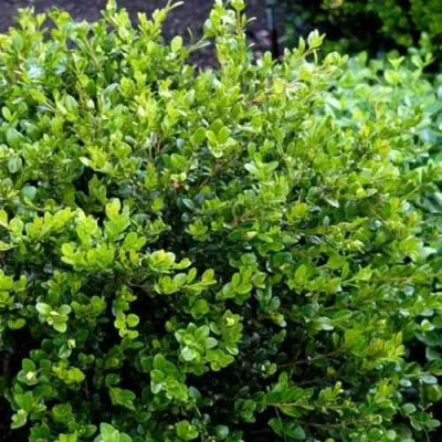 Самшит ФОЛКНЕР в Саранске