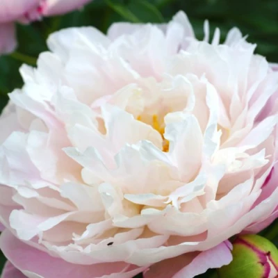 Пион ЛЕДИ АЛЕКСАНДРА ДАФФ травянистый в Саранске