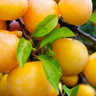 Слива МЕДОВАЯ ЖЁЛТАЯ в Саранске