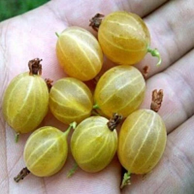 Крыжовник ЯРОВОЙ в Саранске
