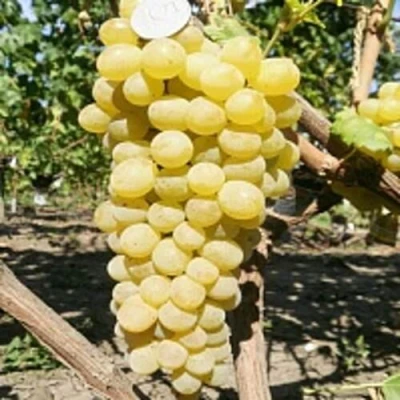 Виноград КИШМИШ ЗОЛОТЦЕ в Саранске