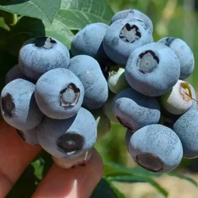 Голубика СИЕРРА в Саранске