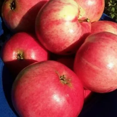 Яблоня СУЙСЛЕПСКОЕ (МАЛИНОВКА) в Саранске