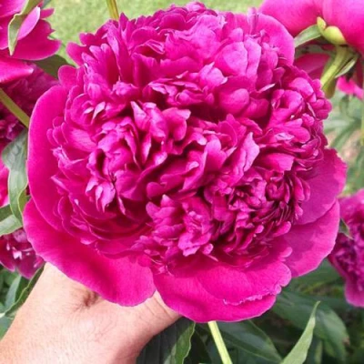 Пион АВГУСТИН ДОР травянистый в Саранске