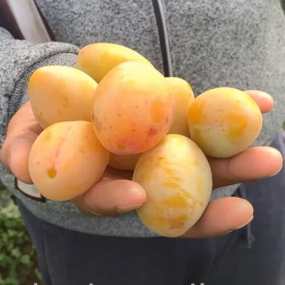 Слива ЯХОНТОВАЯ в Саранске