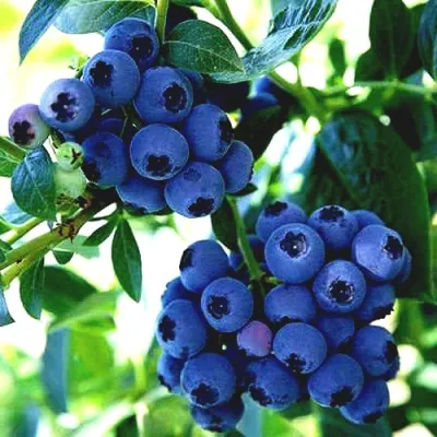 Голубика РЕКА в Саранске