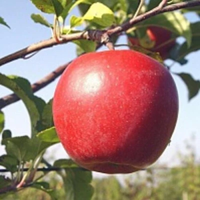 Яблоня ЛИГОЛ в Саранске