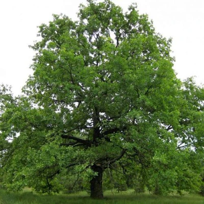 Дуб черешчатый  в Саранске