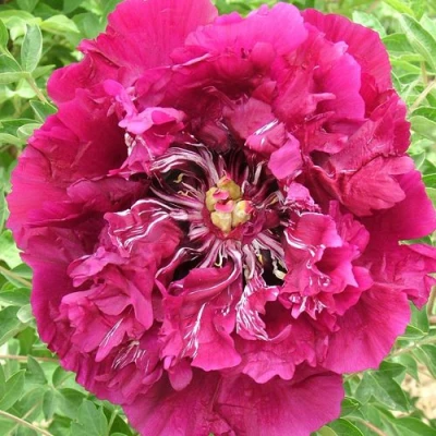 Пион ПУРПУРНЫЙ ОКЕАН древовидный в Саранске