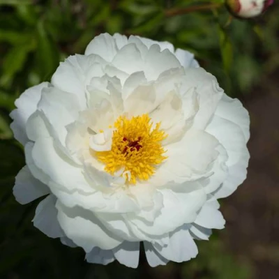 Пион МИСС АМЕРИКА травянистый в Саранске