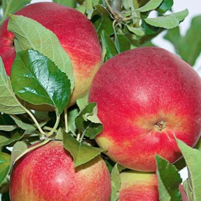 Яблоня СЕНАТОР колонновидная в Саранске