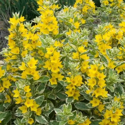 Вербейник АЛЕКСАНДР точечный в Саранске