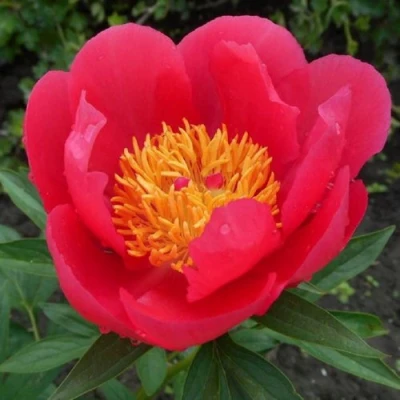 Пион МОСКВА травянистый в Саранске