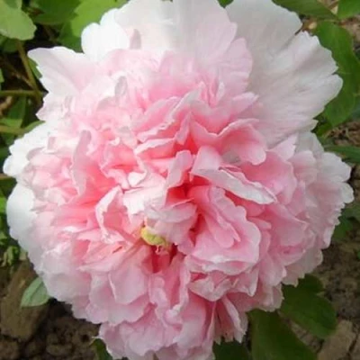 Пион БУКЕТ РОЗОВЫХ ГВОЗДИК древовидный в Саранске