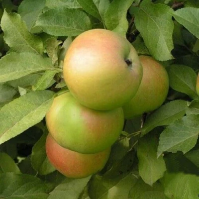 Яблоня ВЕРБНОЕ в Саранске