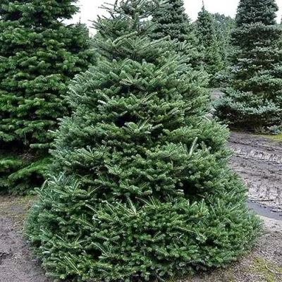 Пихта корейская  в Саранске