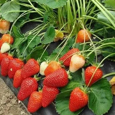 Клубника РОКСАНА в Саранске