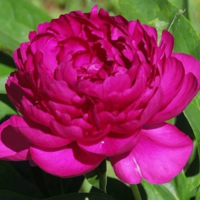 Пион БАРХАТ НОЧИ травянистый в Саранске