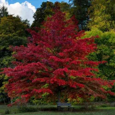 Дуб болотный в Саранске