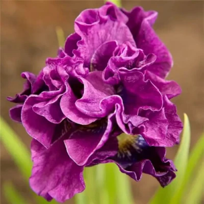 Ирис БАНДЛ ОВ ДЖОЙ сибирский в Саранске