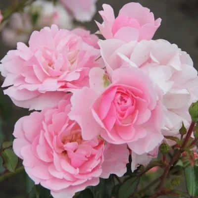 Роза БОНИКА флорибунда в Саранске