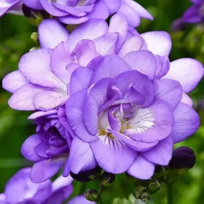 Фрезия БЛУ гибридная махровая в Саранске