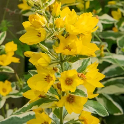 Вербейник АЛЕКСАНДР точечный в Саранске