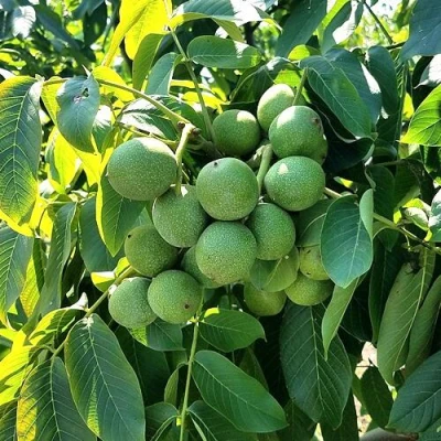 Грецкий орех  ИЗЯЩНЫЙ в Саранске