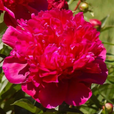 Пион БИГ БЕН травянистый в Саранске