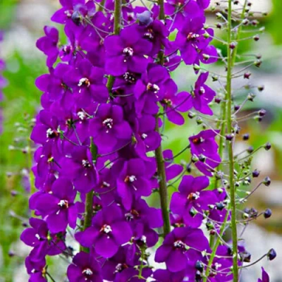 Коровяк ВИОЛЕТТА (вербаскум) в Саранске