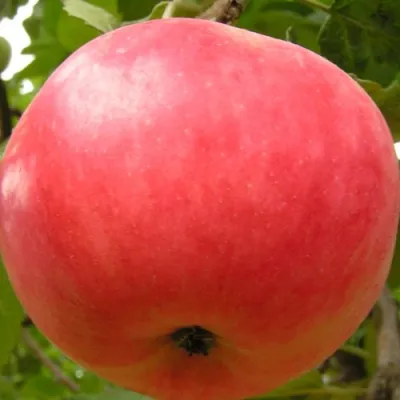 Яблоня СУЙСЛЕПСКОЕ (МАЛИНОВКА) в Саранске