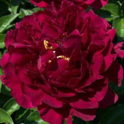 Пион ОЛД ФЕЙТФУЛ травянистый в Саранске