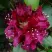 Рододендрон КАЛИ в Саранске