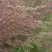 Вейник КАРЛ ФОРСТЕР остроцветковый в Саранске