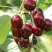 Черешня ОВСТУЖЕНКА в Саранске