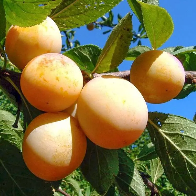 Слива Слива