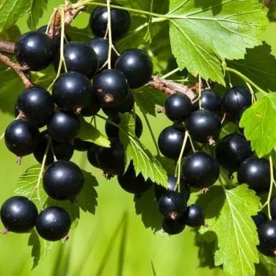 Саженцы смородины оптом в Саранске