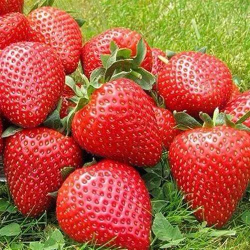 Клубника ЭЛИАНЕ в Саранске