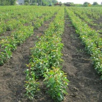 Подвой груши ДИКАЯ ГРУША  Подвой груши ДИКАЯ ГРУША в Саранске
